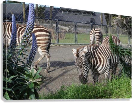 IMG 3884 Canvas Print
