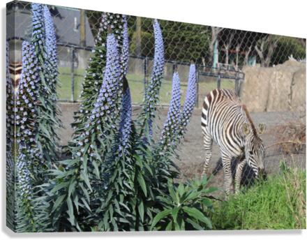 IMG 3879 Canvas Print