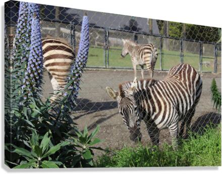 IMG 3885 Canvas Print