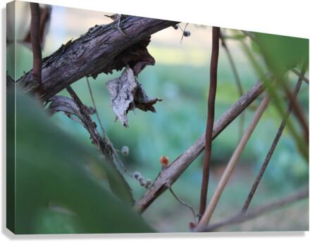 IMG 3969 Canvas Print