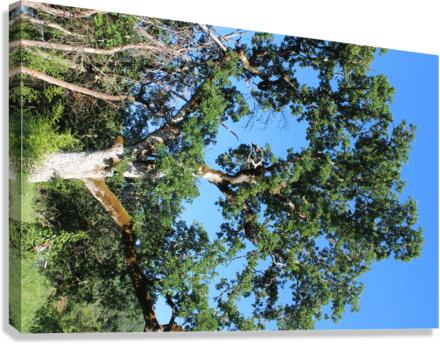 IMG 3970 Canvas Print