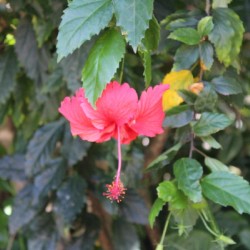 IMG 0478
