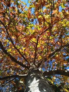 AUTUMN TREE