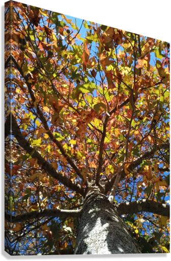 AUTUMN TREE Canvas Print