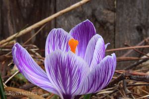 Flowers009