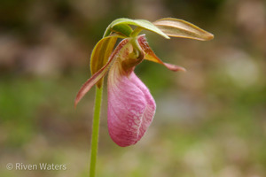 Flowers031
