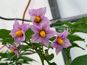 Flowers032