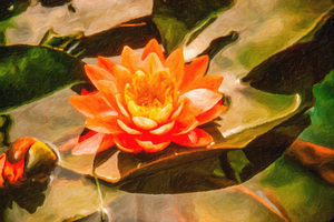 Lilly Pad No1