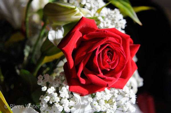 Flowers014 Print