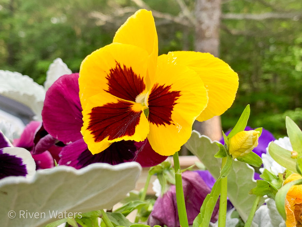 Flowers034 Print