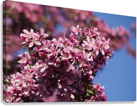Flowers040 Canvas Print