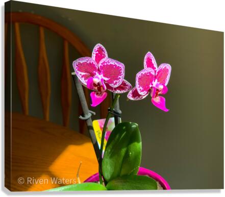 Flowers019 Canvas Print
