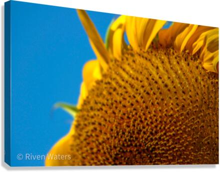 Flowers010 Canvas Print