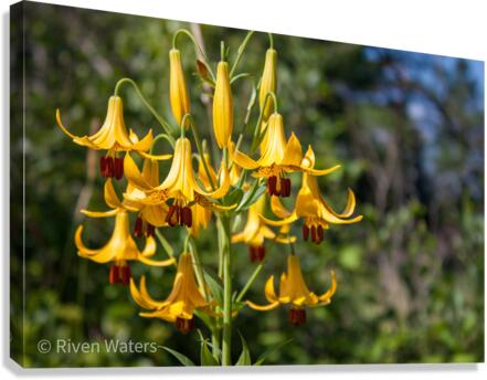 Flowers027 Canvas Print