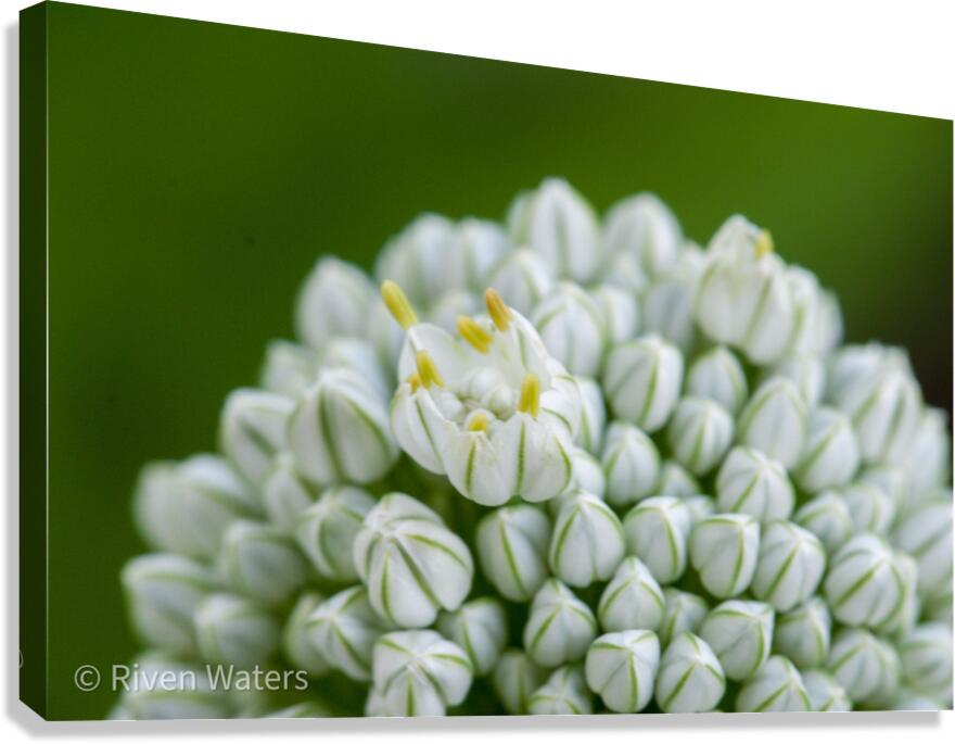 Flowers006 Canvas Print