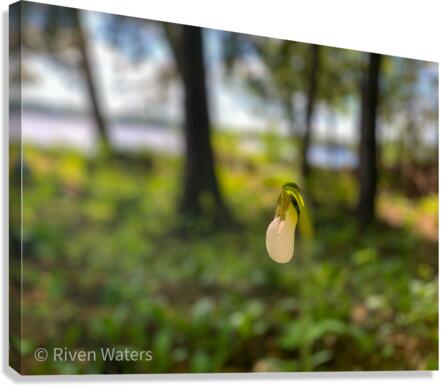 Flowers036 Canvas Print