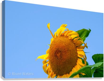 Flowers008 Canvas Print