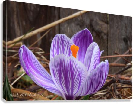 Flowers009 Canvas Print