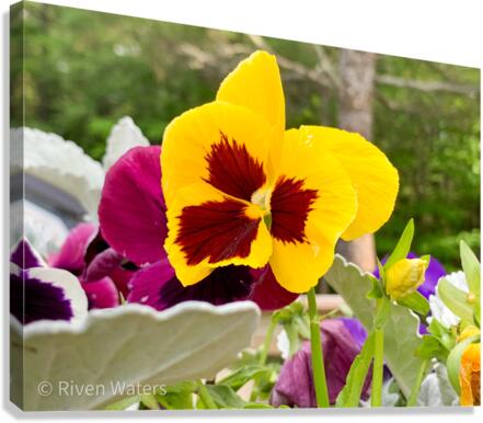 Flowers034 Canvas Print