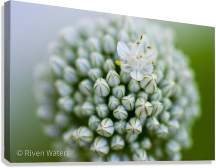 Flowers007 Canvas Print