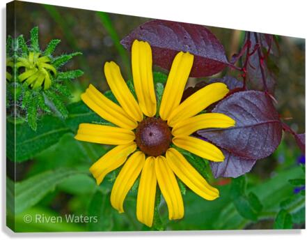 Flowers001 Canvas Print