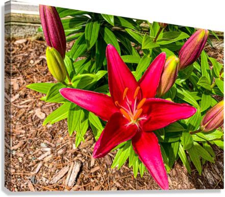 Flowers016 Canvas Print