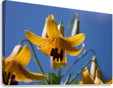 Flowers024 Canvas Print