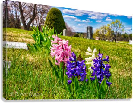 Flowers002 Canvas Print
