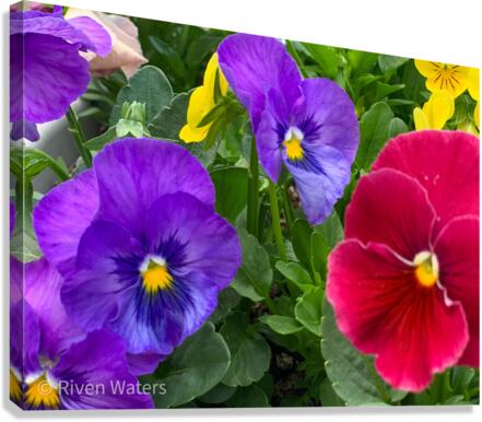 Flowers035 Canvas Print