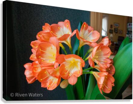 Flowers022 Canvas Print