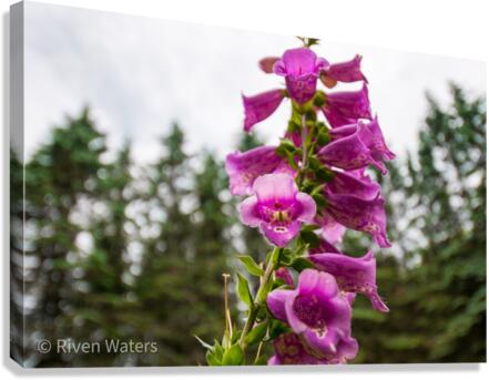 Flowers011 Canvas Print
