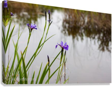 Flowers030 Canvas Print