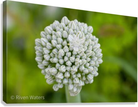 Flowers003 Canvas Print