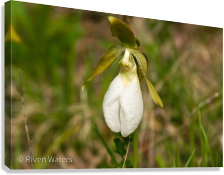 Flowers004 Canvas Print
