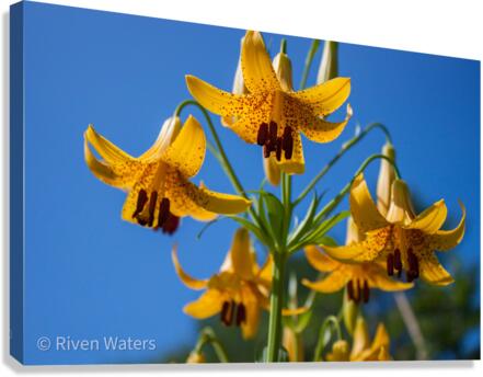 Flowers020 Canvas Print