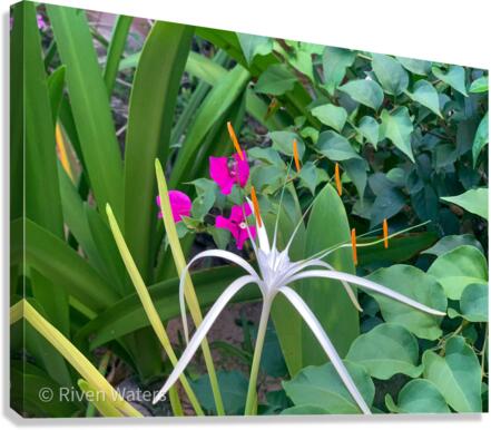 Flowers023 Canvas Print