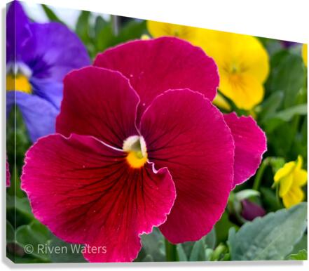 Flowers033 Canvas Print