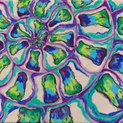 Ammonite