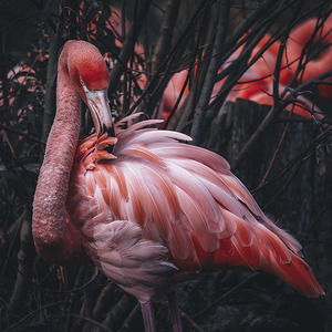 Flamingo
