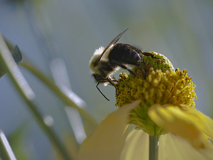 Bee - Yellow Flower