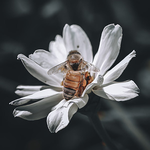 Bee - White Flower