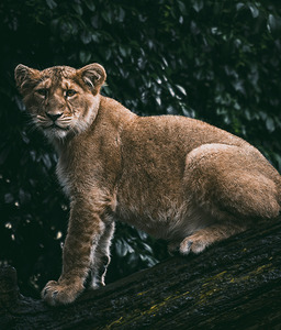 Lion Cub