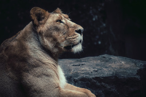 Lioness