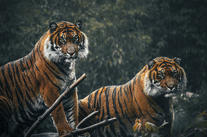 Sumatran Tigers