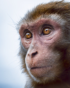 Macaque - Closeup