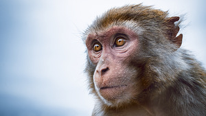 Macaque