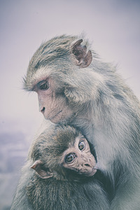 A Mothers Love