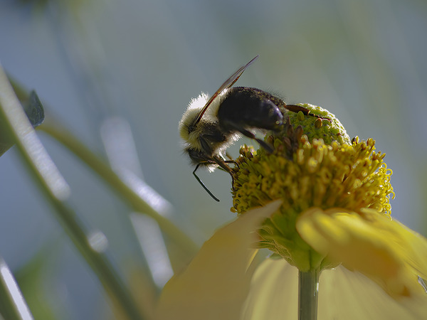 Bee - Yellow Flower  Print