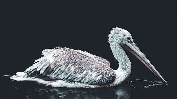 Dalmation Pelican Print