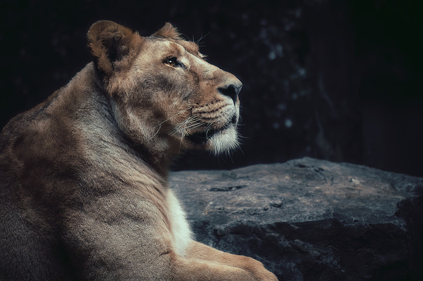 Lioness  Print